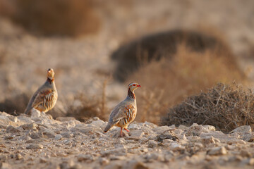 Barbary Partridge - Alectoris barbara is gamebird in pheasant family Phasianidae of Galliformes, native to North Africa, living also on the Canary Islands, several birds in the Fuerteventura desert