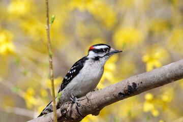 A male downy woodpecker, Picoides pubescens looking left with soft focus yellow spring flowers