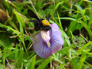 Carpenter bee on a flower
