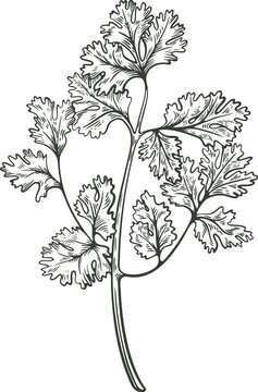 black and white coriander plant drawing clip art preview