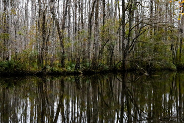 Obraz premium Reflection in the Creek