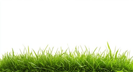 A landscape featuring a long tree hedge and green grass lawn, with the upper area separated and situated on a white background