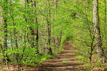 Europe, Poland, near Zlocieniec (Falkenburg in German). Drawski Park Lakes area, lakeside path, Pomerania.