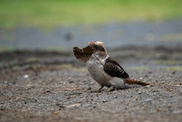 Kookaburra chasing leaves