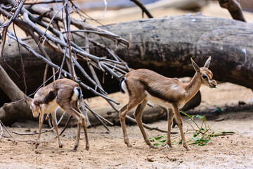 Two baby deer are walking on the sand