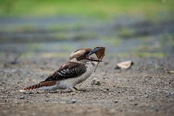 Kookaburra chasing leaves