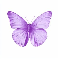 Watercolor illustration of a vibrant violet butterfly with a delicate lilac shade on a white background