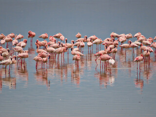 Fototapeta premium flamingos in lake