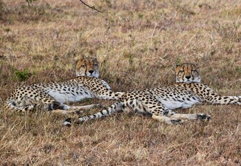 cheetah and cub