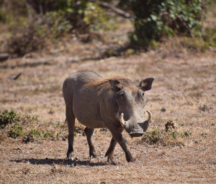 pumba