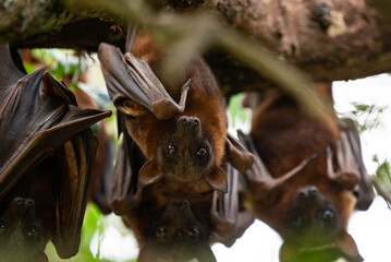 Flying fox close up