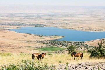 A portrait of wild horses grazing in the National Park of Monti Sibillini, Frontignano, Marche, Italy