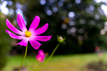 Fototapeta premium Vibrant pink flower blooming in a green garden under natural light