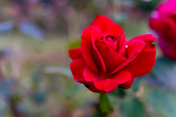Vibrant red rose blooms in a lush garden during spring season