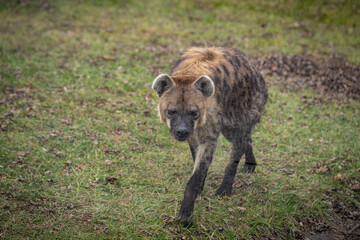 View of Spotted hyena at the Toronto Zoo.