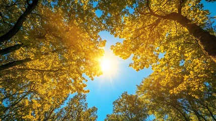 A serene view of golden leaves and sunlight filtering through trees in a clear blue sky.