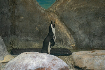 View of African penguins at the Toronto Zoo. © Erman Gunes