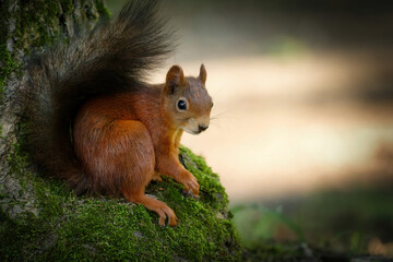 Sciurus vulgaris a squirrel looks and crouches comfortably with its tail up on a mossy tree root in front of a bright blurred background