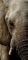 Fototapeta premium afircan elefant