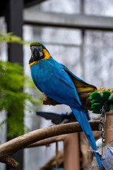 View of Blue and Yellow Macaw at the Toronto Zoo.