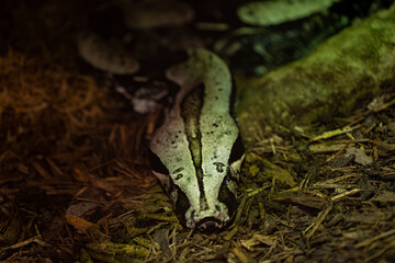 View of Boa constrictor at the Toronto Zoo.