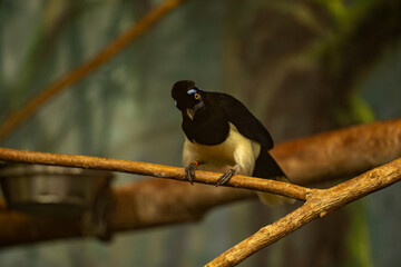 View of Plush Crested Jay at the Toronto Zoo.