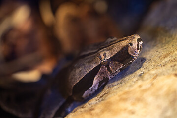 View of Boa constrictor at the Toronto Zoo.