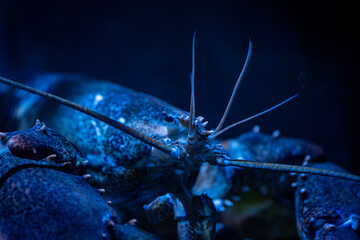 View of American lobster at the Toronto Zoo.