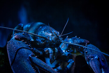 View of American lobster at the Toronto Zoo.