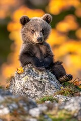 Obraz premium A large brown bear is leaning on a rock with its claws, amidst an autumn forest that is softly out-of-focus in the background