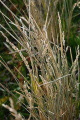 A view of a rice field in winter with rice stalks still standing. Agriculture-related background material.
