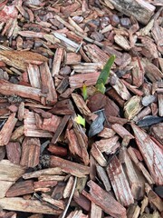 A small plant bravely pushes its way through a bed of wood chips, a testament to the resilience of nature. 