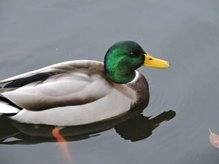 duck on the water