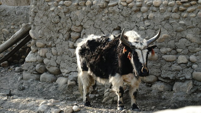 Close-up of Yak in the Upper Mustang Region of Nepal near the border of Tibet, China