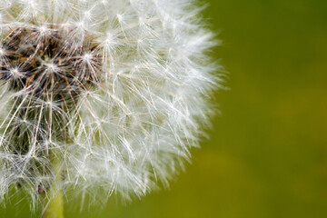 Fototapeta premium A shot of a dandelion seed head, its delicate white seeds radiating outwards from a central brown core.