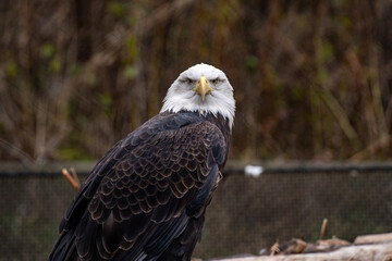 View of Bald eagle at the Toronto Zoo.