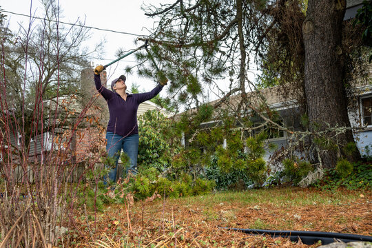 Middle aged woman with loppers, long handle clippers, cleaning up after the storm, large branch broken on pine tree in a windstorm, residential yard weather damage
