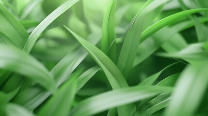 Obraz premium Lush green grass blades, sunlit meadow, nature background, eco-friendly