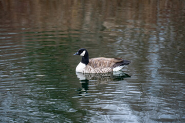View of Canadian goose in the water.