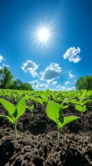 Young plants growing in fertile soil under a bright sun and blue sky.