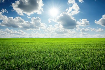 Green rice field under cloudy sky with bright sun shining