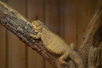 View of bearded dragons at the Toronto Zoo.