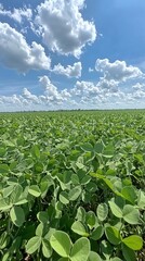 Lush green soybean field under a bright blue sky with fluffy white clouds.