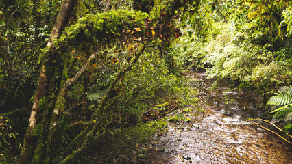 River stream water in thick new zealand forest bush green
