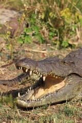 crocodil in chobe nationalark
