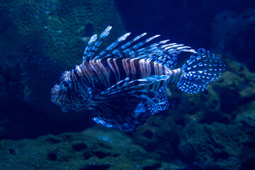 View of Lionfish at the Toronto Zoo.