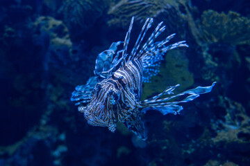 View of Lionfish at the Toronto Zoo.