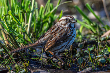 A song sparrow, Melospiza melodia, forages on the ground at a wetland in Culver, Indiana.