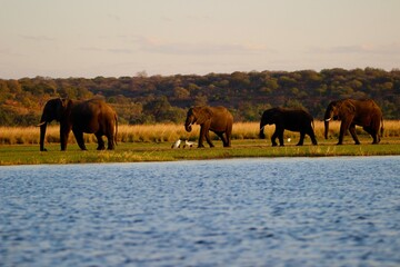 Naklejka premium elephants in sunset