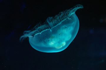 View of Jellyfish at the Toronto Zoo.